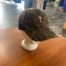 Camo mesh back hat